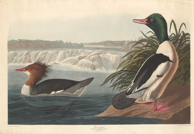 Serreta grande, 1836 de Robert Havell