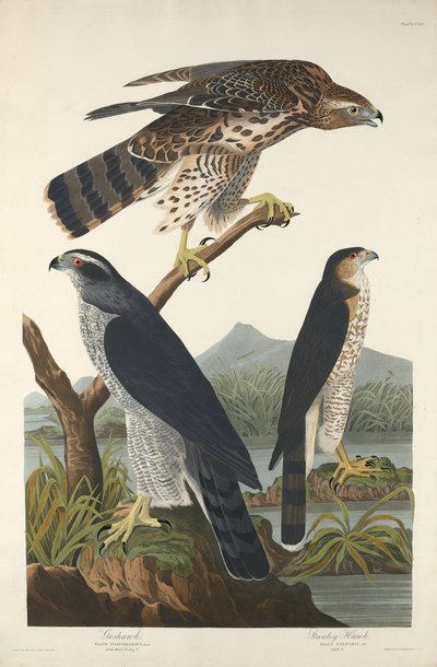 Azor y Halcón de Stanley, 1832 de Robert Havell