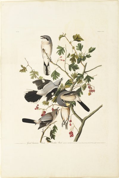 Gran Alcaudón Americano de Robert Havell