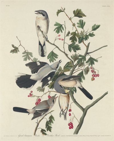 Alcaudón Americano o Pájaro Carnicero, 1834 de Robert Havell