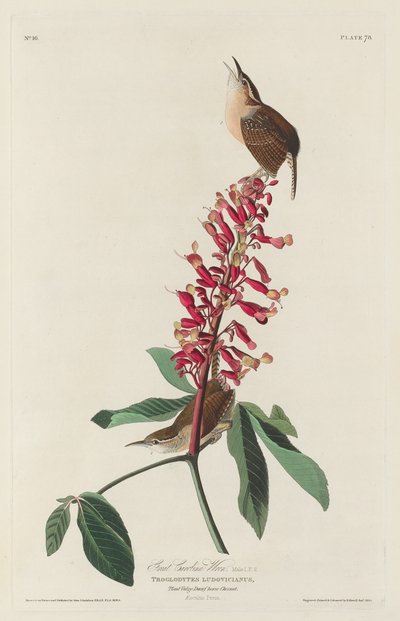 Gran chochín de Carolina, 1830 de Robert Havell
