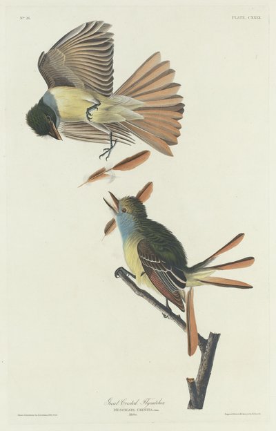 Papamoscas Crestado Grande, 1832 de Robert Havell