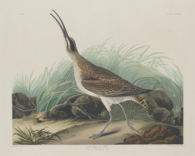 Gran zarapito esquimal, 1835 de Robert Havell