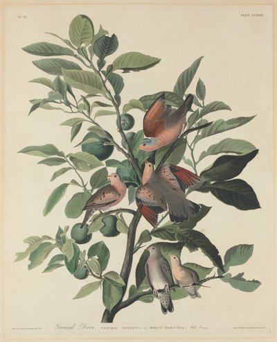 Paloma terrestre, 1833 de Robert Havell