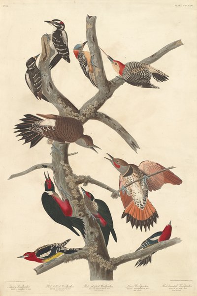 Pico velloso, 1838 de Robert Havell