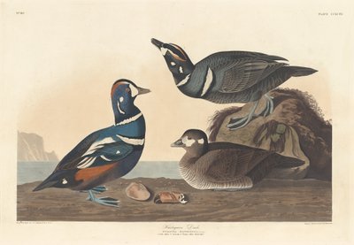 Pato arlequín, 1836 de Robert Havell