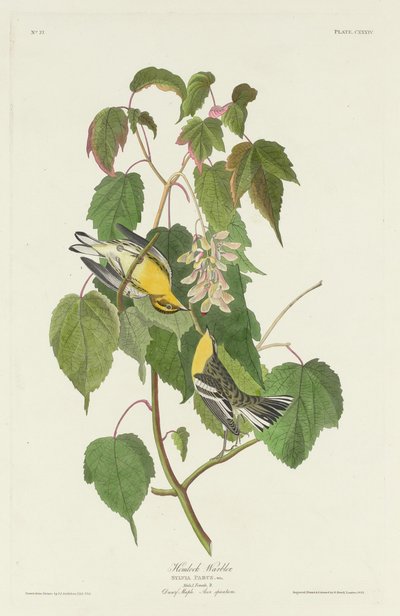Reinita de cicuta, 1832 de Robert Havell