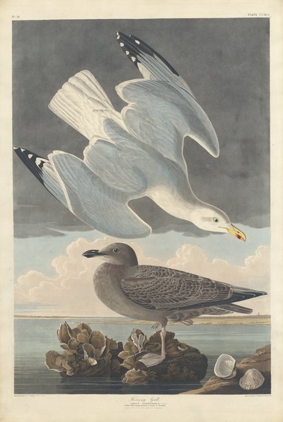 Gaviota Argéntea de Robert Havell