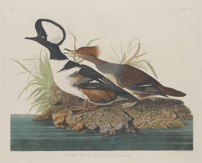Serreta capuchona, 1834 de Robert Havell