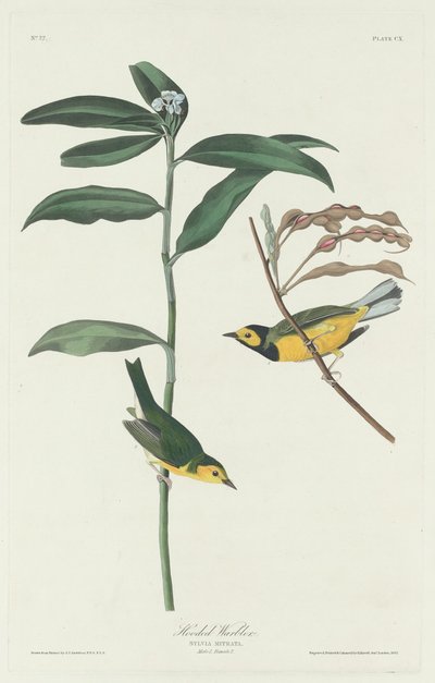 Reinita Encapuchada, 1831 de Robert Havell