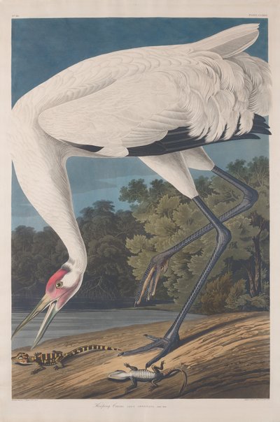 Grulla trompetera, 1834 de Robert Havell
