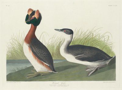 Zampullín cuellirrojo, 1835 de Robert Havell