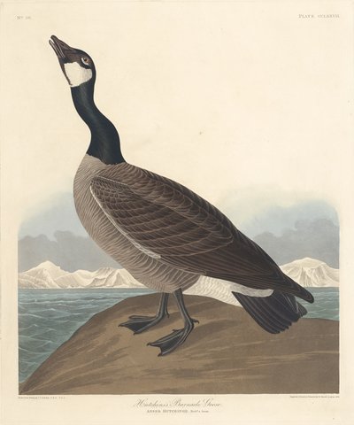 Ganso barnacla de Hutchin, 1835 de Robert Havell