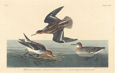 Falaropo hiperbóreo de Robert Havell
