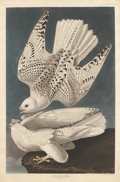 Halcón islandés o jerifalte, 1837 de Robert Havell