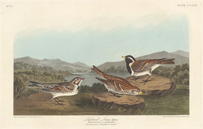 Escribano lapón, 1837 de Robert Havell