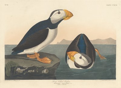 Frailecillo de pico grande, 1836 de Robert Havell