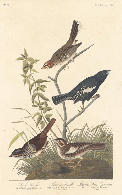 Pinzón alondra, pinzón de pradera y gorrión cantor marrón, 1837 de Robert Havell