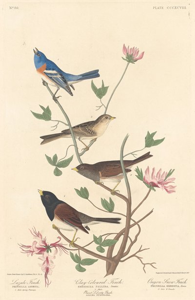 Pinzón Lazuli, Pinzón de Color Arcilla y Pinzón de Nieve de Oregón, 1837 de Robert Havell