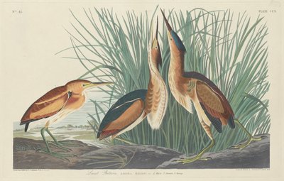 Avetoro menor, 1834 de Robert Havell