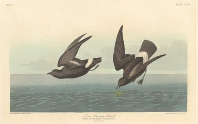 Petrel Tormentoso Menor, 1836. de Robert Havell