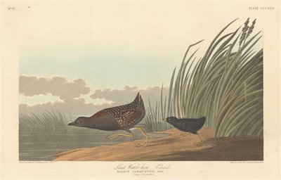 Gallineta menor, 1836 de Robert Havell