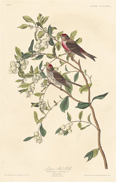 Pardillo Menor, 1837 de Robert Havell