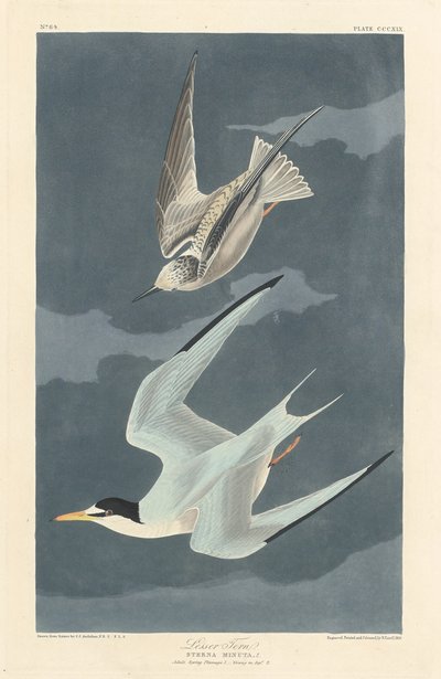 Charrán Menor, 1836. de Robert Havell