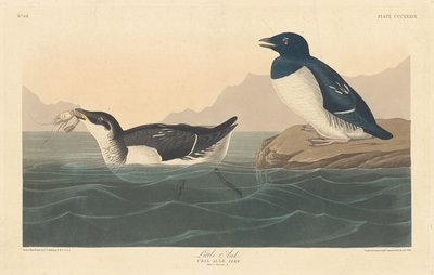 Pequeño alca, 1836 de Robert Havell