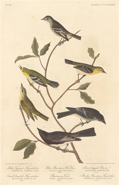 Pequeño atrapamoscas tirano, atrapamoscas de cabeza pequeña, reinita de montaña azul de Robert Havell