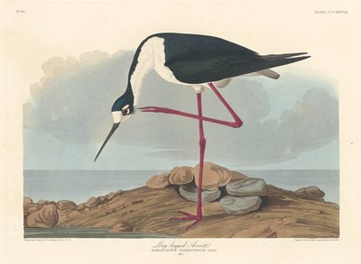 Avoceta de patas largas de Robert Havell
