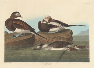 Pato de cola larga, 1836 de Robert Havell