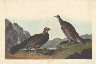 Urogallo de Cola Larga o Oscuro, 1837 de Robert Havell