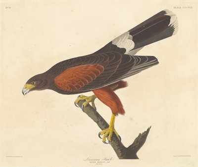 Halcón de Luisiana, 1837 de Robert Havell
