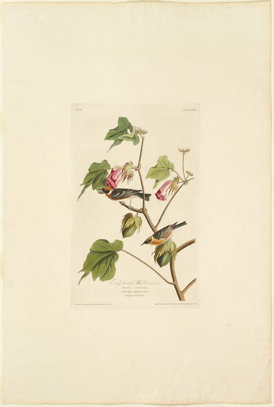Reinita de pecho castaño macho de Robert Havell