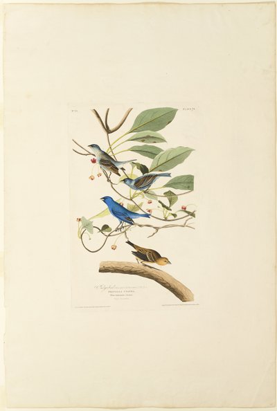 Pájaro índigo macho de Robert Havell