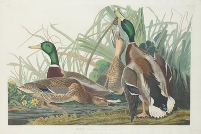 Pato real, 1834 de Robert Havell