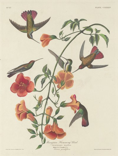 Colibrí de manglar, 1834 de Robert Havell