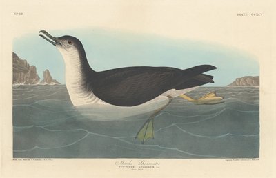 Pardela Manks, 1836 de Robert Havell
