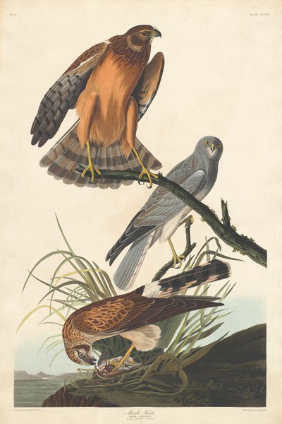 Halcón de Pantano de Robert Havell