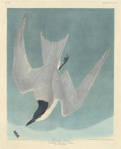 Charrán de marisma de Robert Havell