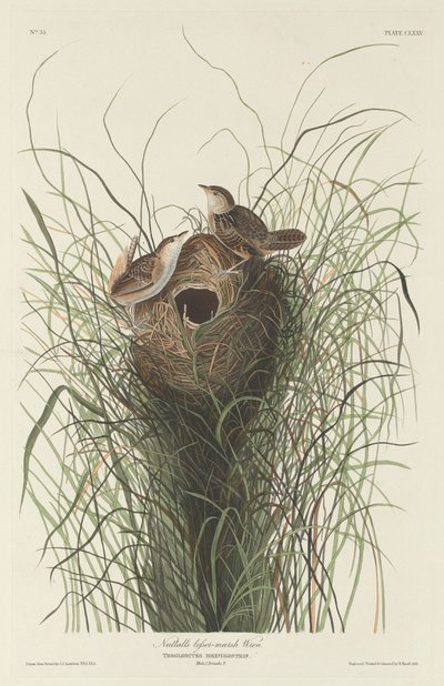 Chochín de Pantano Menor de Nuttall, 1833 de Robert Havell