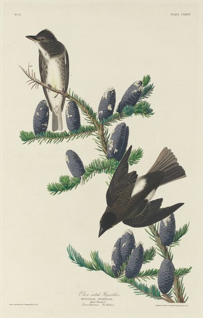 Papamoscas de Lados Oliva, 1833 de Robert Havell