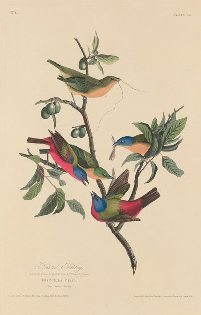 Pájaro pintado de Robert Havell