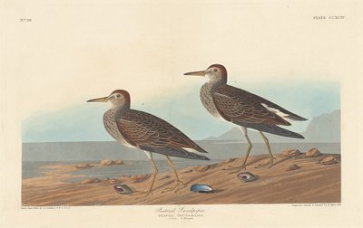 Correlimos pectoral, 1836 de Robert Havell