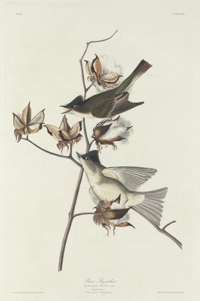 Papamoscas Pewit, 1831 de Robert Havell