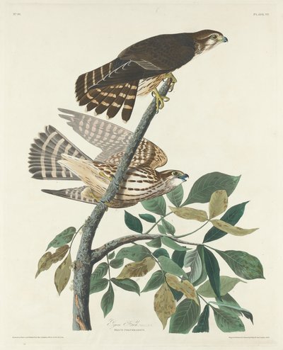 Halcón paloma, 1830 de Robert Havell