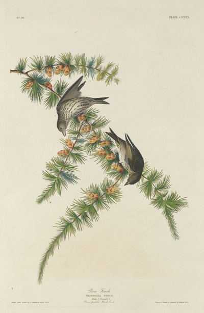 Pinzón de pino, 1833 de Robert Havell