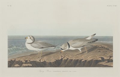 Chorlitejo silbador de Robert Havell