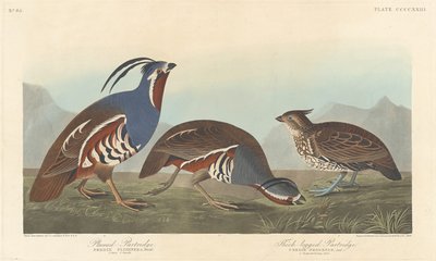 Perdiz emplumada y perdiz de patas gruesas, 1838 de Robert Havell